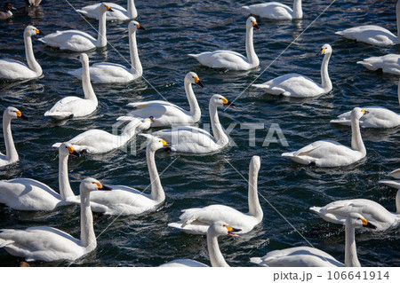 湖に浮かぶ白鳥の群れ2 106641914