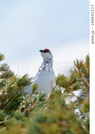 黒部立山アルペンルート 開通直後の室堂のライチョウ（4月、5月） 106642217