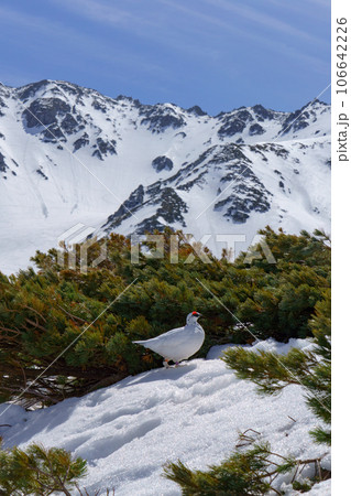 黒部立山アルペンルート 開通直後の室堂のライチョウ（4月、5月） 106642226