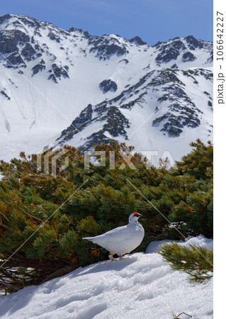 黒部立山アルペンルート 開通直後の室堂のライチョウ（4月、5月） 106642227