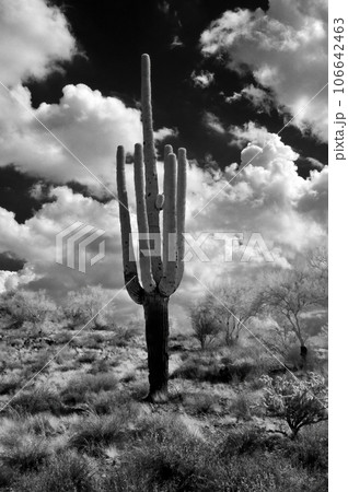 Sonora Desert Arizona in Infrared Sonora Desert Arizona in Infrared 106642463