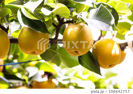 秋の味覚、旬の梨、新星 秋の味覚、旬の梨、新星 106642757