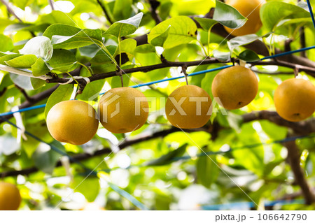 秋の味覚、旬の梨、あきづき 秋の味覚、旬の梨、あきづき 106642790