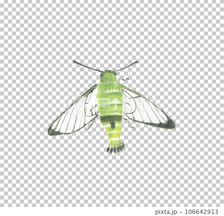 Ooskasiba 106642913