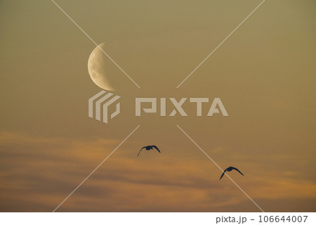Moon in a clear sky before dark 106644007