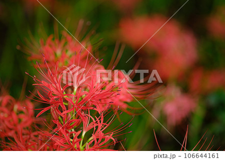 彼岸花 彼岸花 106644161
