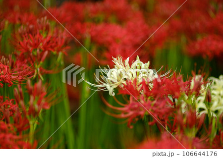 彼岸花 106644176