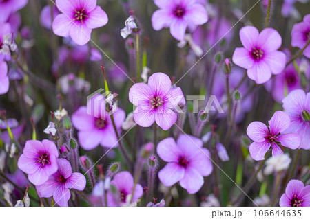 Madeiran geranium flowers closeup Madeiran geranium flowers closeup 106644635
