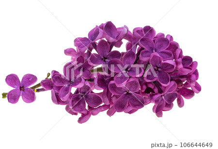 lilac flowers isolated 106644649