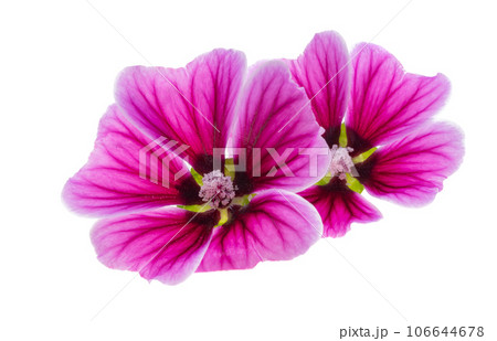 wood mallow isolated wood mallow isolated 106644678