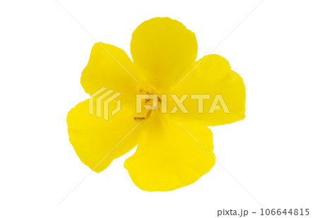 yellow mullein yellow flower isolated 106644815
