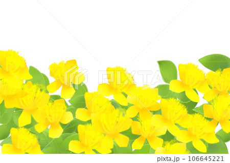 未央柳（ビヨウヤナギ）の花のカード3 106645221