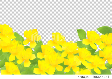 未央柳（ビヨウヤナギ）の花のカード3 106645221