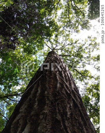 クワガタの目線となりて 106645265