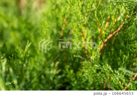 Cobweb with a spider on a background of green arborvitae. 106645653