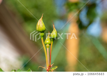Soft focus on unopened rose buds under bright sunlight. Soft focus on unopened rose buds under bright sunlight. 106645683
