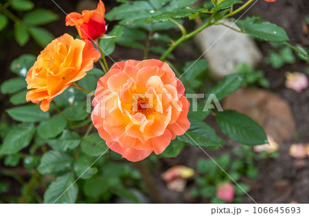 Pink and yellow blooming rose bud on a sunny day. Pink and yellow blooming rose bud on a sunny day. 106645693