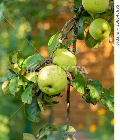 Closeup of a ripe apple on an apple tree branch on a sunny day. 106645695