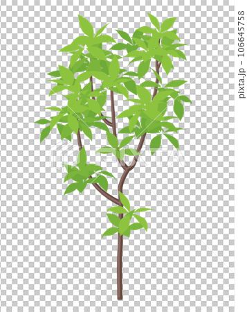 young tree illustration young tree illustration 106645758