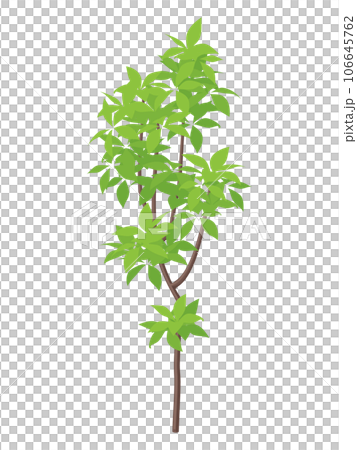 young tree illustration - Stock Illustration [106645762] - PIXTA