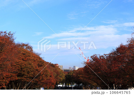 紅葉した街路樹 紅葉した街路樹 106645765