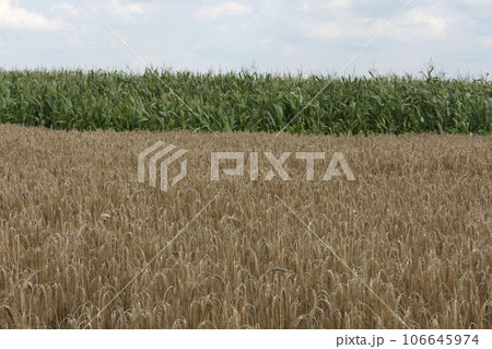 Field of corn and wheat 106645974