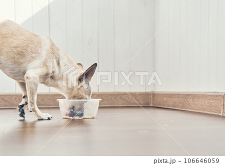 A delicious and healthy dish for a pet. A plastic bowl with wet food, a chihuahua cross-breed licks a bowl of food. With space to copy. High quality photo 106646059