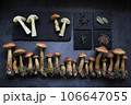 Aureoboletus projectellus mushrooms with spices on dark background. Menu concept. Flat lay, close up, copy space. 106647055