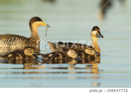 Silver teal, Spatula versicolor , with chicks, La Pampa Province, Patagonia, Argentina. 106647718