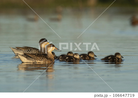 Silver teal, Spatula versicolor , with chicks, La Pampa Province, Patagonia, Argentina. 106647719