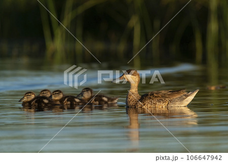 Silver teal, Spatula versicolor , with chicks, La Pampa Province, Patagonia, Argentina. 106647942
