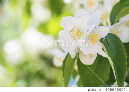 Beautiful blooming jasmine branch with white flowers. Beautiful blooming jasmine branch with white flowers. 106648002