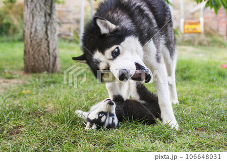 Siberian husky dog is playing with husky puppy on green grass. 106648031