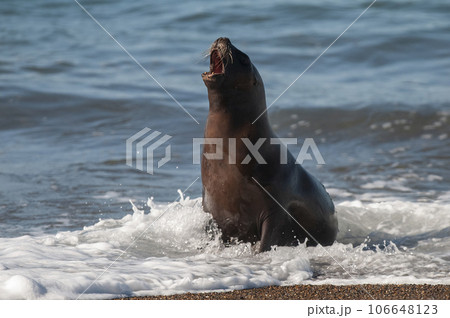 Sea Lion , Patagonia , Argentina 106648123