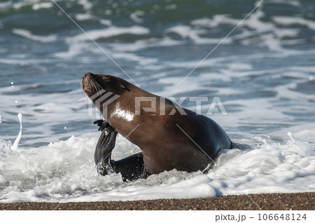 Sea Lion , Patagonia , Argentina 106648124