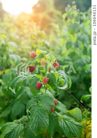 close up of branch of ripe raspberries in a garden close up of branch of ripe raspberries in a garden 106648131
