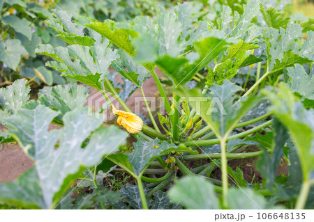 Zucchini organic plants growing in greenhouse, fertilized with bio compost Zucchini organic plants growing in greenhouse, fertilized with bio compost 106648135