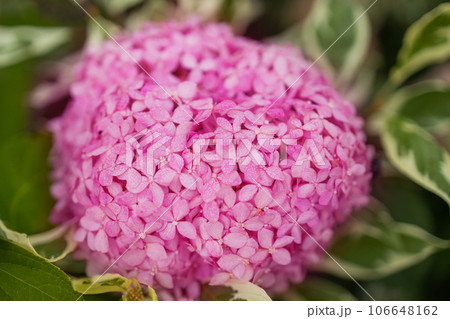 Pink flowers of hydrangea close-up. Natural hydrangea flowers background, shallow DOF. Pink flowers of hydrangea close-up. Natural hydrangea flowers background, shallow DOF. 106648162