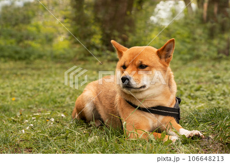 Dog Shiba Inu lying on the grass, looking aside, waiting for its owner on summer day. Bond between dog and owner. Canine loyalty. Dog Shiba Inu lying on the grass, looking aside, waiting for its owner on summer day. Bond between dog and owner. Canine loyalty. 106648213