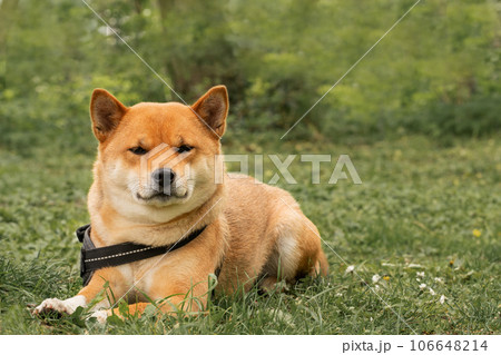A serene moment of canine companionship, as the Shiba Inu rests on the grass, eagerly awaiting its owner's return under the warm summer sun A serene moment of canine companionship, as the Shiba Inu rests on the grass, eagerly awaiting its owner's return under the warm summer sun 106648214