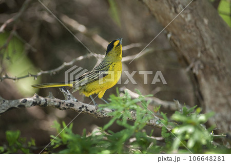 Yellow Cardinal, Gubernatrix cristata, Endangered species in La Pampa, Argentina 106648281