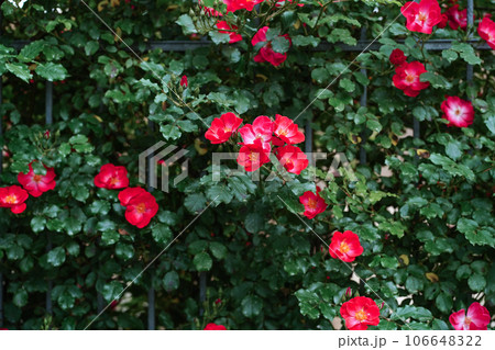 Blooming bright mass pink red wild roses, dog rose, rosa canina, rosehip, flowers and green leaves climbing over iron fence in summer. Selective focus Blooming bright mass pink red wild roses, dog rose, rosa canina, rosehip, flowers and green leaves climbing over iron fence in summer. Selective focus 106648322