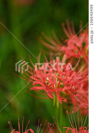 彼岸花 彼岸花 106648499