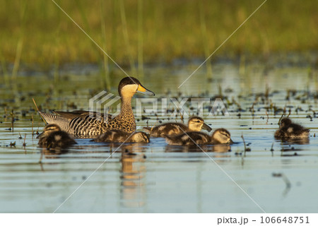 Silver teal, Spatula versicolor , with chicks, La Pampa Province, Patagonia, Argentina. Silver teal, Spatula versicolor , with chicks, La Pampa Province, Patagonia, Argentina. 106648751