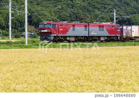 黄金色の稲穂と貨物列車の機関車　宮城県柴田町 106648880