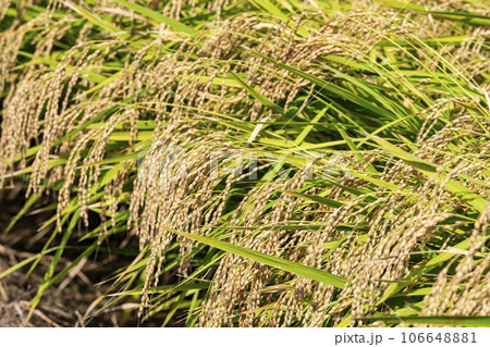 秋の水田　風に揺れる黄金色の稲穂　宮城県柴田町 106648881