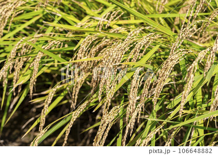 秋の水田　風に揺れる黄金色の稲穂　宮城県柴田町 106648882