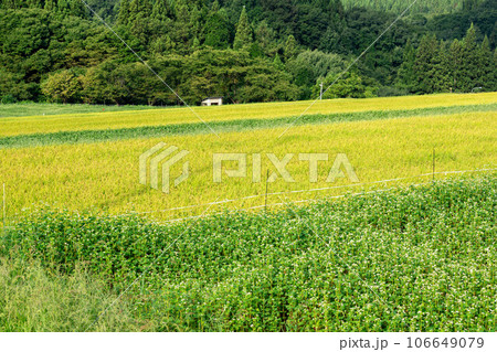 首を垂れる稲穂と白い花を咲かせる蕎麦畑 首を垂れる稲穂と白い花を咲かせる蕎麦畑 106649079