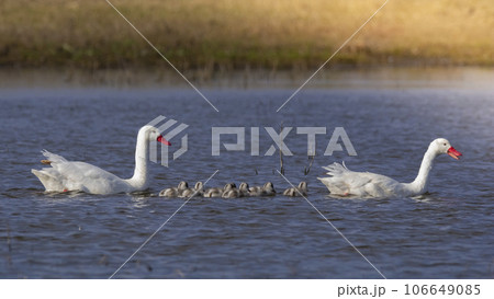 Coscoroba swans with chicks, La Pampa Province, Patagonia, Argentina. Coscoroba swans with chicks, La Pampa Province, Patagonia, Argentina. 106649085