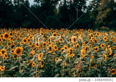 A field of sunflowers in sunlight 106649091